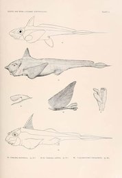 Image 961979288