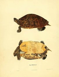 Image 961999498