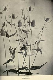 Image 961999786