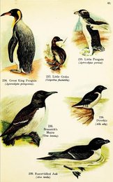 Image 961999839
