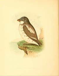 Image 962011116