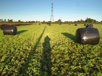 Electricity pylon and bale silage bags in Radley Village at dawn