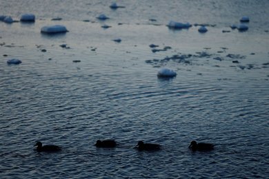 Image 973229043