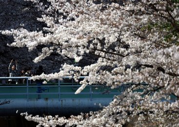Image 981489273