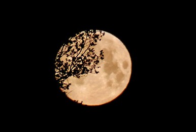 Image 987009082
