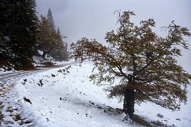 Image 988475594