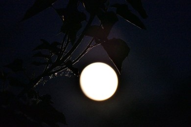 Image 997787875