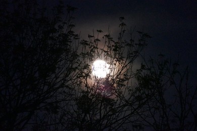 Image 997787908