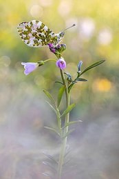 Image 999226557