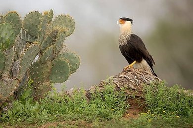 Image 999245488