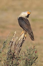 Image 1001171003