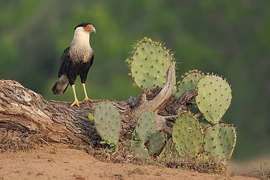 Image 1003715561