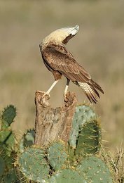 Image 1003717892