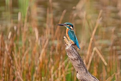 Image 1004484274