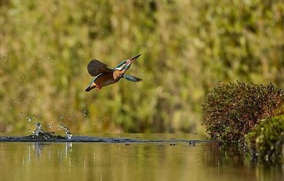 Image 1004485183