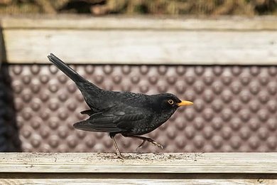 Image 1004488409