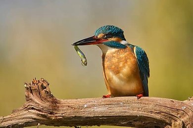 Image 1004493057