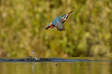 Image 1004498399
