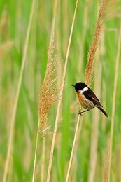 Image 1004516225