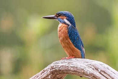 Image 1007348299