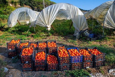 Regenerative agriculture fields in San Pol de Mar, Ferrer Sustainability Foundation, Barcelona, Spain, Europe. The Ferrer Sustainability Foundation is a non-profit organisation that aims to transform lives and work towards a more equitable and fair societ
