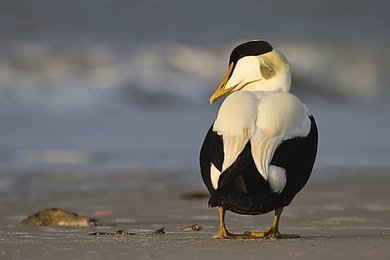 Image 1008481895