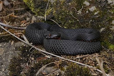 Image 1009049342
