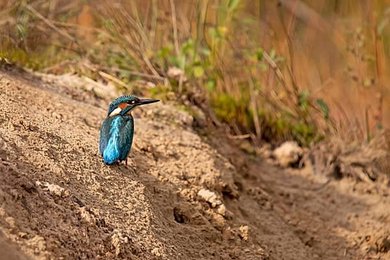Image 1009907407