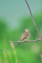 Image 1013732312