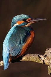 Image 1014769062