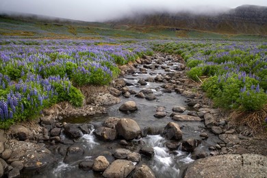 Wild nature, river and blue Alaskan lupine.