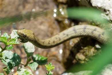 Natrix Tassellata Snake Near The Brembo River. Lenna. Italy