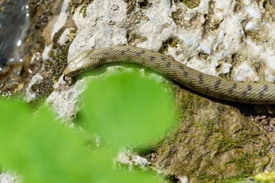 Natrix Tassellata Snake Near The Brembo River. Lenna. Italy