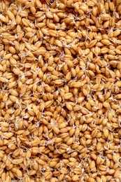 Closeup of Golden Sprouted Wheat Grains with Small White Sprouts. Natural Organic Cereal Texture. Healthy Vegan Ingredient For Nutrition