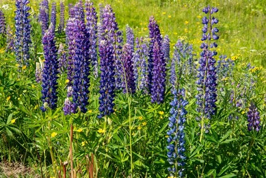 Purple Bloom Along A River in the Heart of Finland