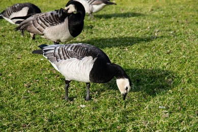 The Barnacle Goose (branta Leucopsis) Is A Species of Goose That Belongs To the Genus Branta of Black Geese