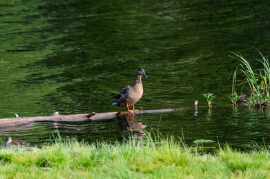 A Duck At the Erä-eero Wildlife Center