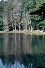 Nature, Italy, region of Puglia 1975 Foresta Umbra.