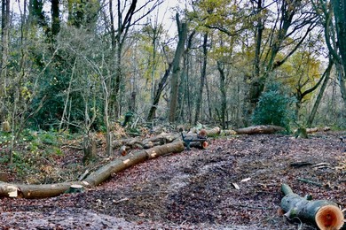 Ash Dieback Management Works