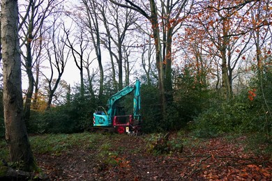 Ash Dieback Management Works