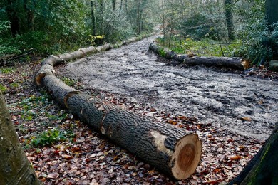 Ash Dieback Management Works