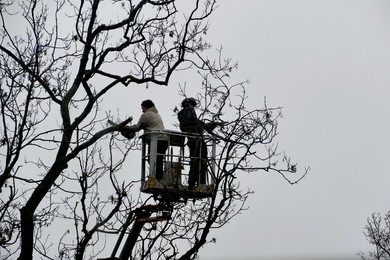 Ash Dieback Copse Management Project