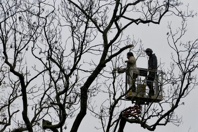 Ash Dieback Copse Management Project