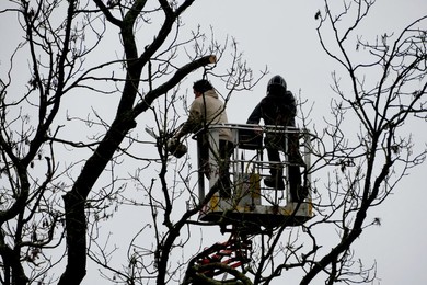 Ash Dieback Copse Management Project