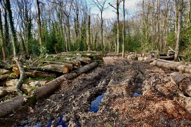 Ash Dieback Copse Management Project