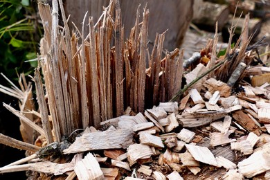 Ash Dieback Copse Management Project