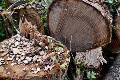 Ash Dieback Copse Management Project