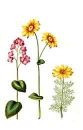Annual silverleaf