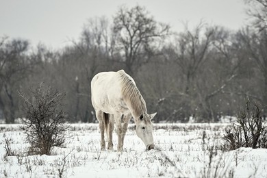 Winter nature of Khortytsia