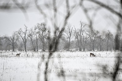 Winter nature of Khortytsia